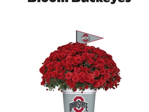Ohio State Buckeyes Team Color Mum