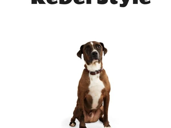YOULY The Rebel Brown Leather Bone Stud Dog Collar
