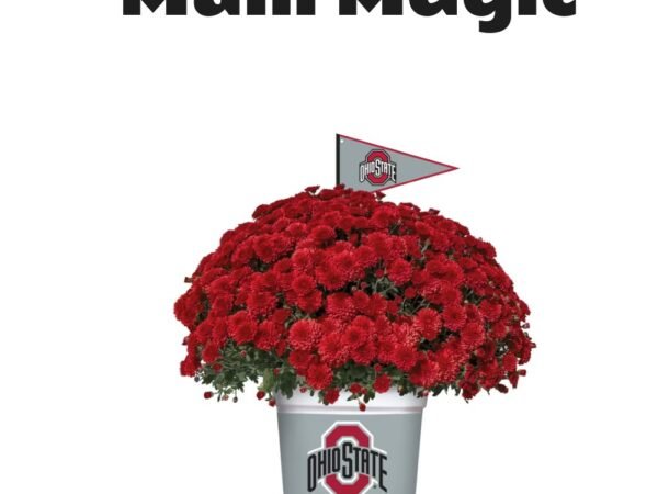 Ohio State Buckeyes Team Color Mum